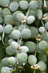 Indoor Plants copyright � almostedenplants.com